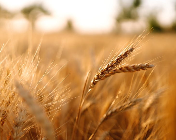 wheat-field-web