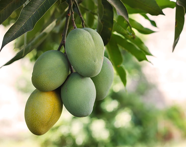 Bunch of green and ripe mango on tree in garden