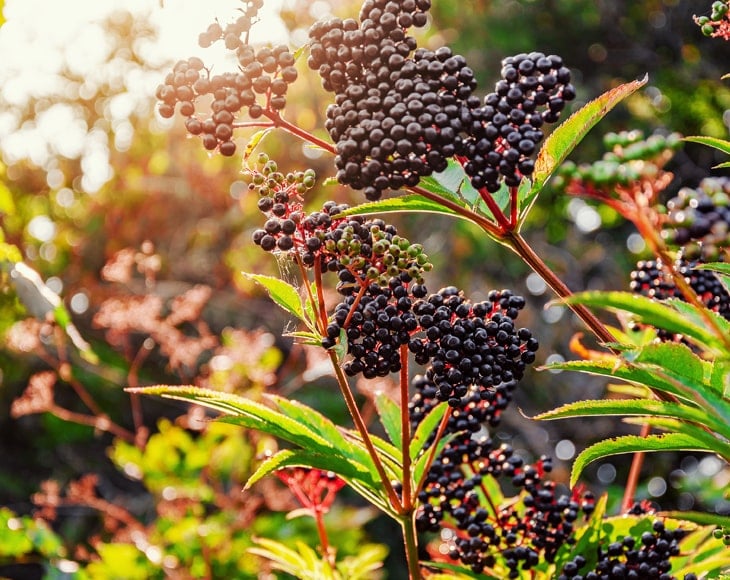 black-elderberry-tree-min