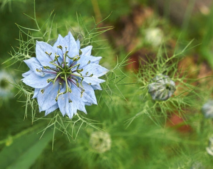 organic-black-cumin-seeds-flower