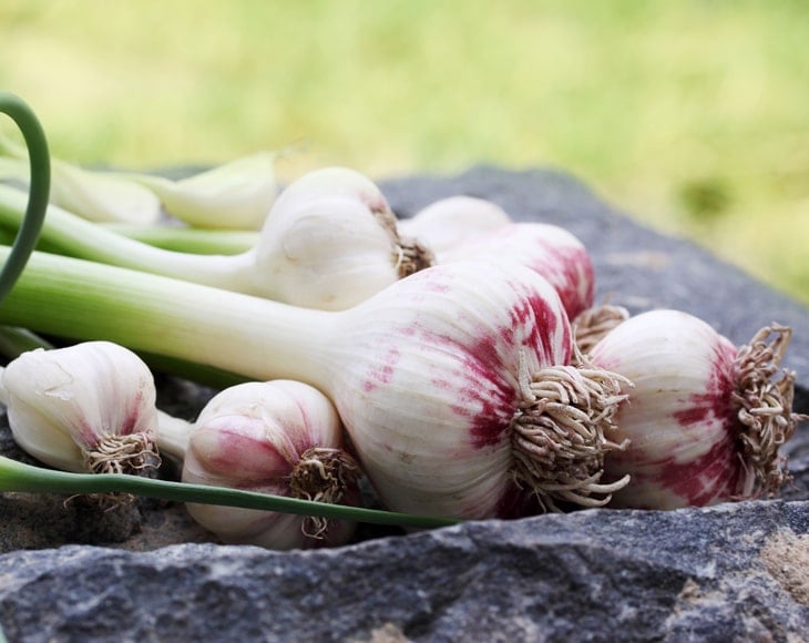 Garlic-powder--fresh-garlic