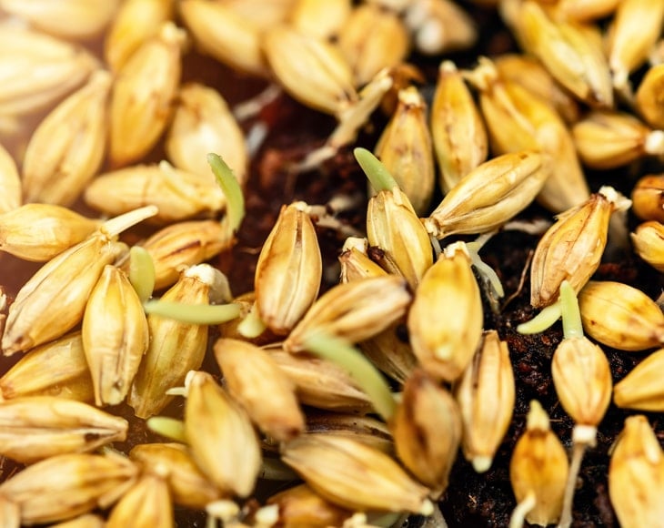 barley-sprout-powder-Germinated-seeds