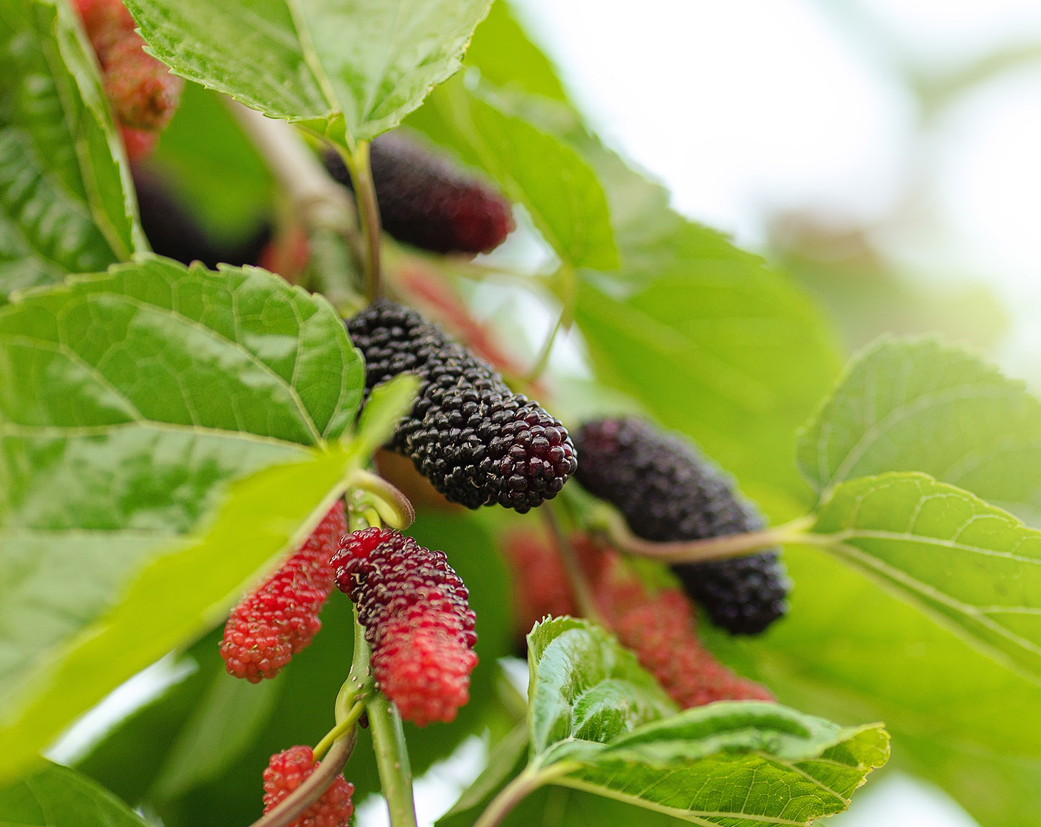 Organic Mulberry fruit tree and green leaves. Black ripe and red unripe mulberries on the branch of tree. Red purple mulberries on tree.fresh mulberry provides fiber,nutrients highly beneficial.