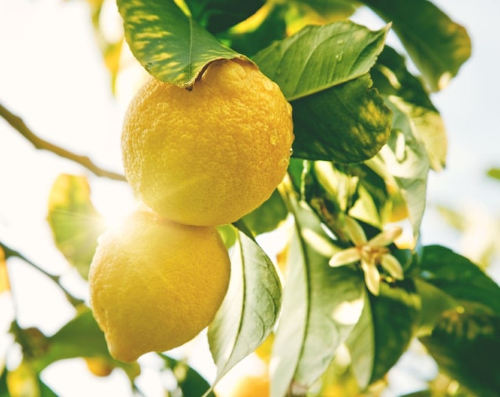 ripe-lemons-hanging-on-tree-min