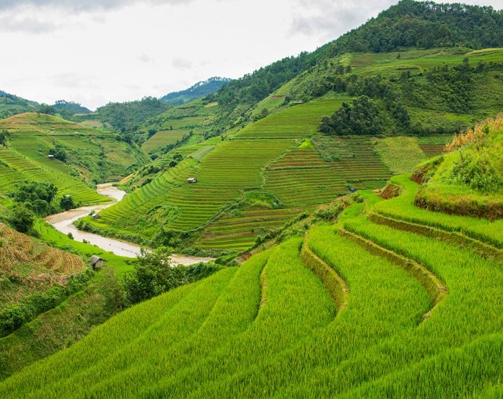 green-terraced-thai-hom-mali-jasmine-white-rice-in-thailand-min