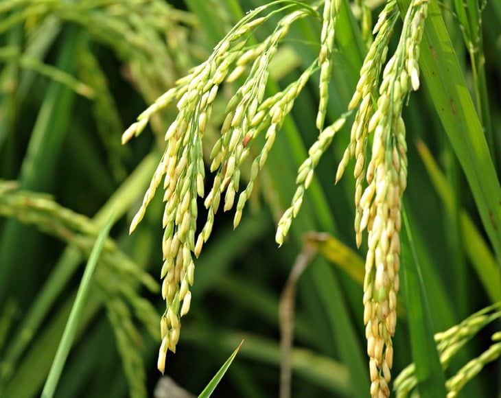 long-grain-white-rice-field-min