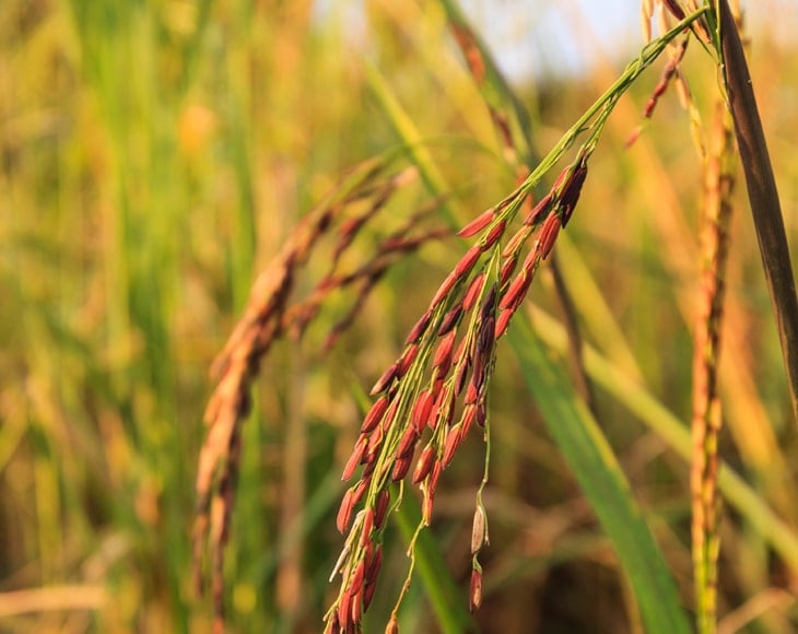 red-rice-plant-min