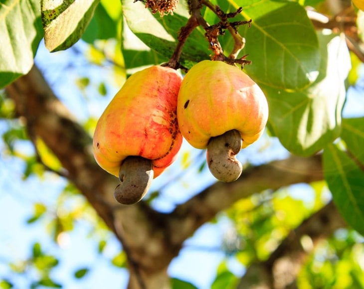 cashew-nuts-growing-on-a--tree-min