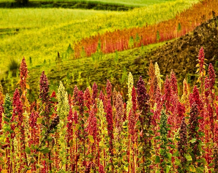 red-quinoa-field-min