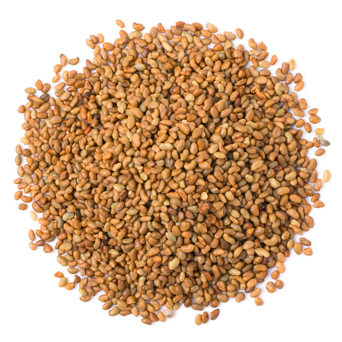 alfalfa-sprouting-seeds-main-min