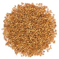 organic-alfalfa-sprouting-seeds-main-min