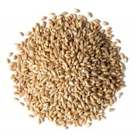 whole wheat berries