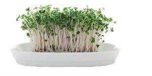 Iron Content of Broccoli: Raw Vs. Sprouts Vs. Powder