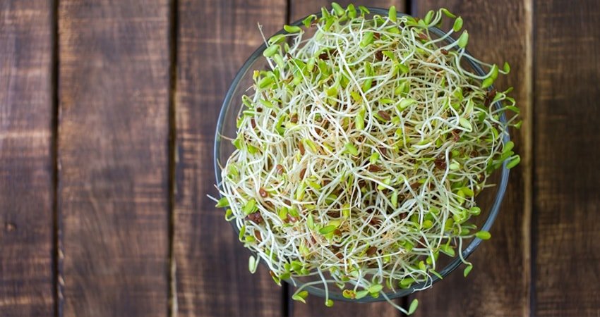 Little Known Facts about Alfalfa – Healthy Blog