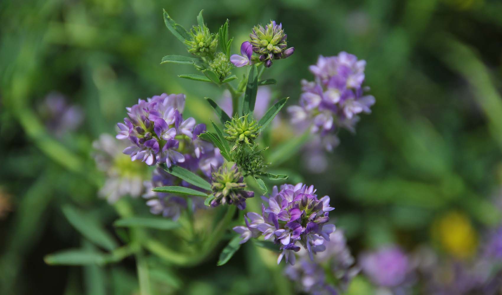 little-known-facts-about-alfalfa