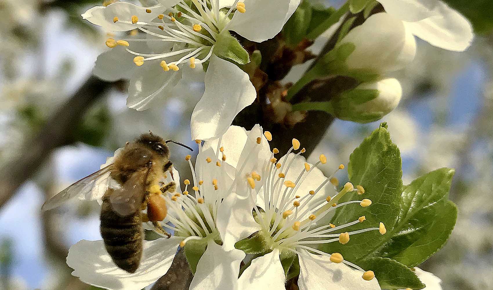 9-Things-You-Didnt-Know-about-Almonds-5