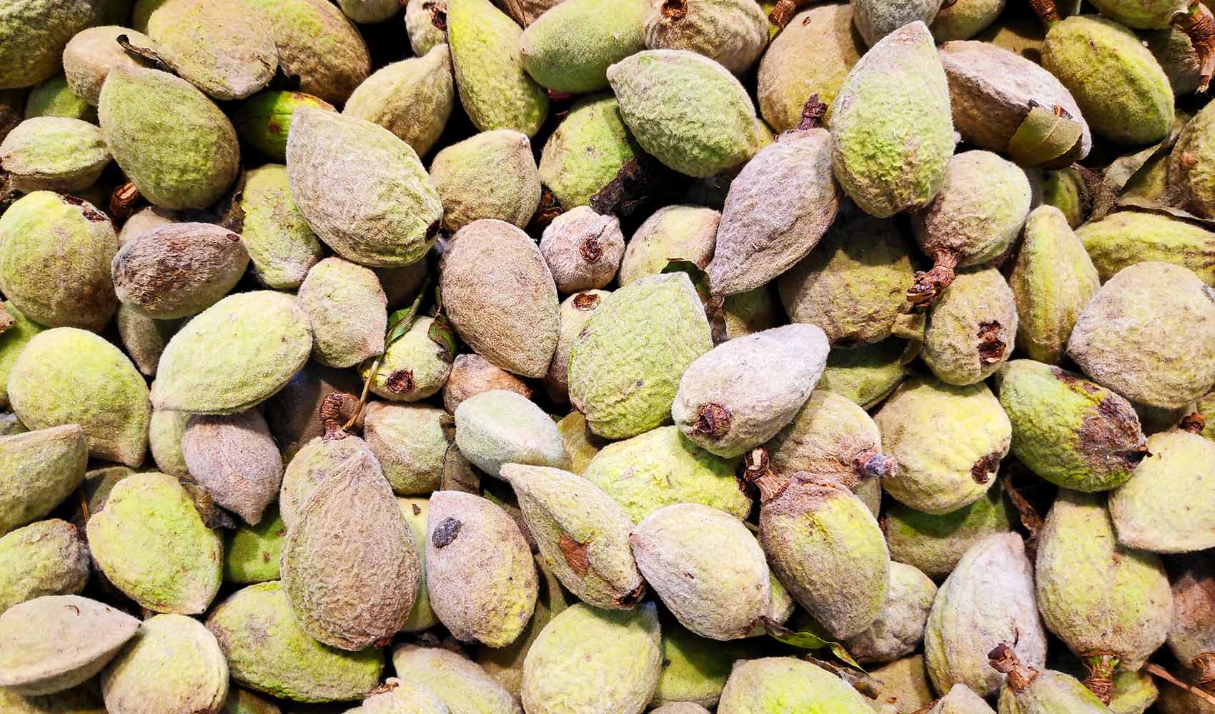 9-Things-You-Didnt-Know-about-Almonds-7