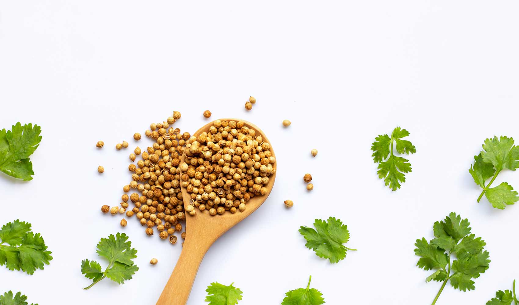 Coriander-The-Super-Food-1