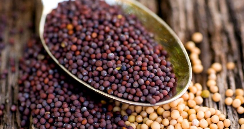 The Most Notable Mustard Seeds Benefits for Your Health