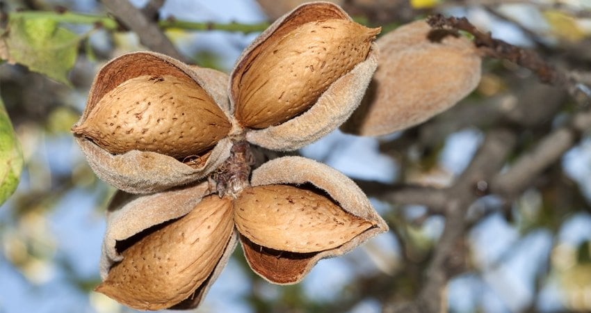 Are Raw Almonds Poisonous