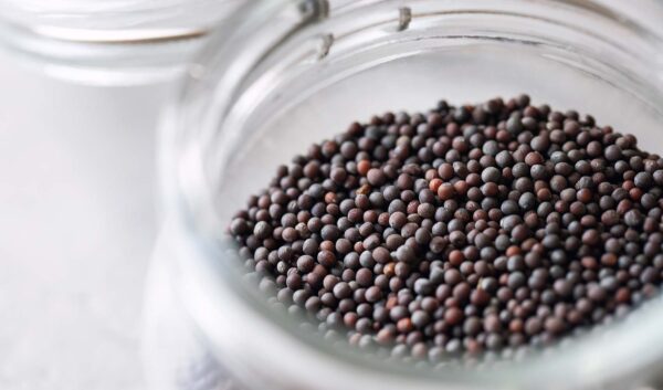 Mustard Seed Health Benefits And Uses: A Healthy Addition To Your ...