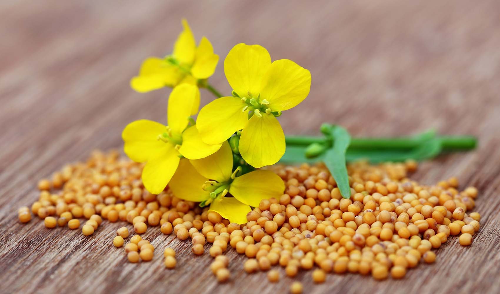 mustard-seed-health-benefits