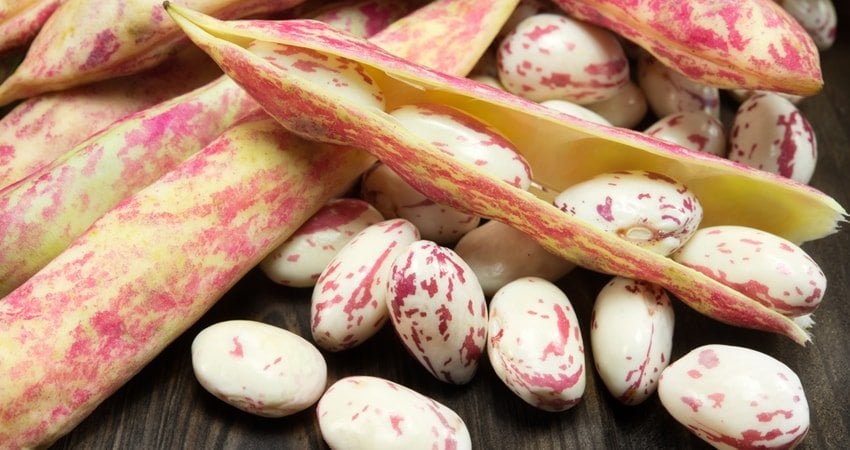 Health Benefits of Cranberry Beans