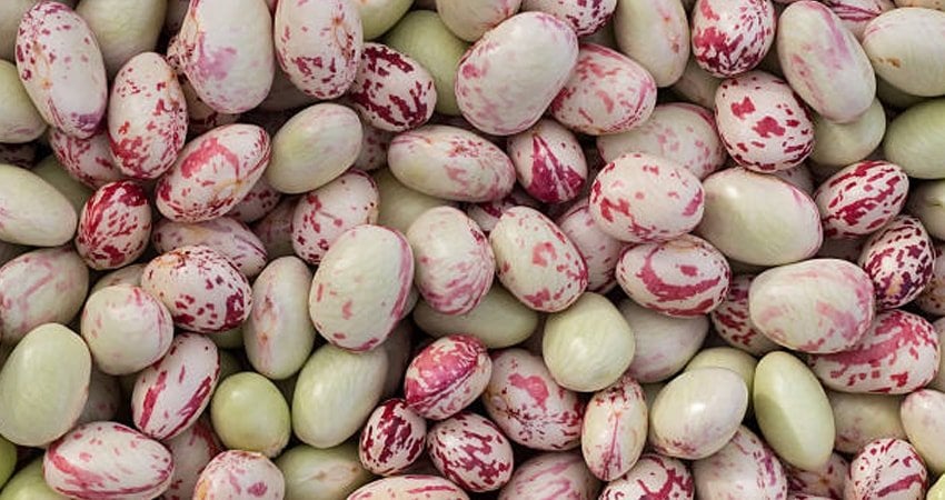 What to Cook with Cranberry Beans