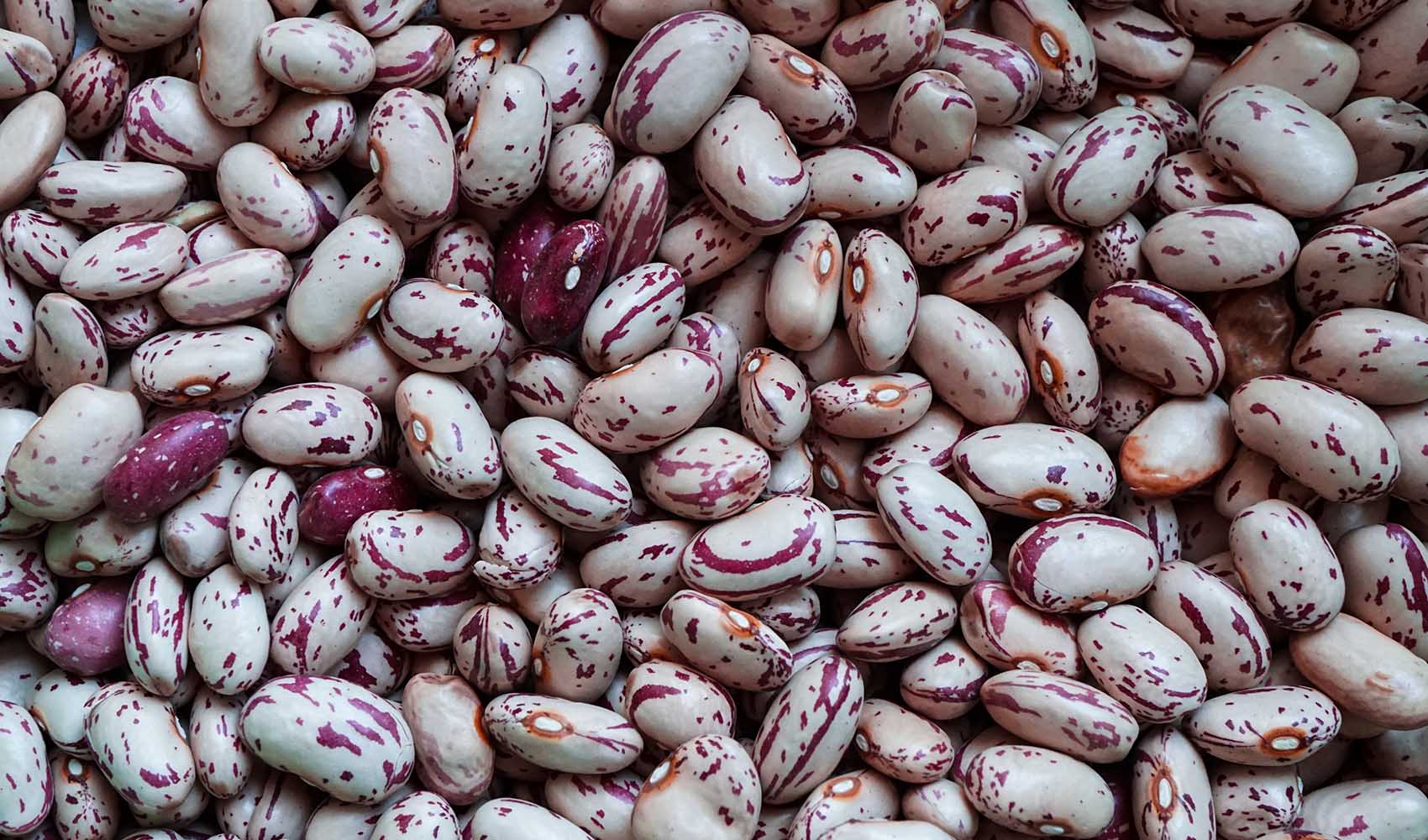 Cranberry-Beans-the-Champions-in-Protein-and-B-Complex-Vitamins-Content-1