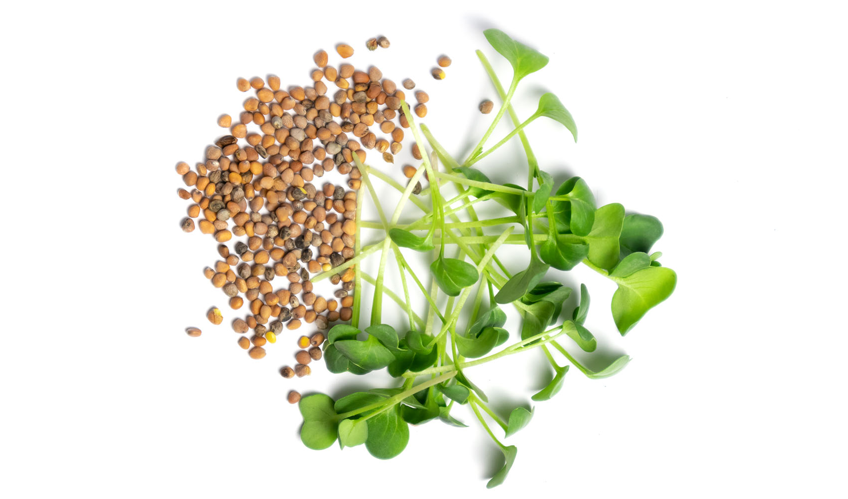 Radish-Seeds-a-Potent-Medicine-and-a-Nice-Seasoning-preview-image-2