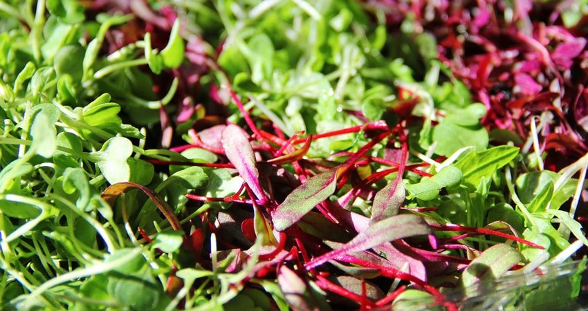 Health Benefits of Microgreens