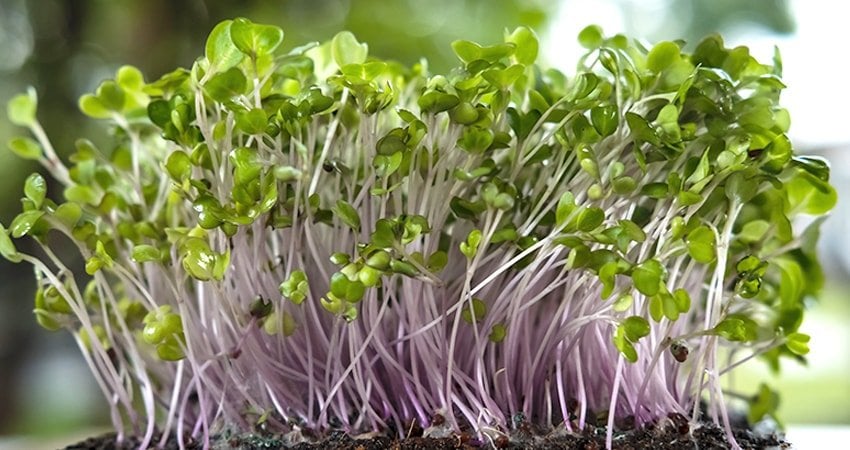 Which Microgreens Are the Best?