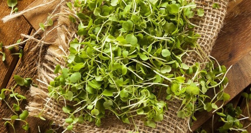 How to Know When Microgreens Are Ready