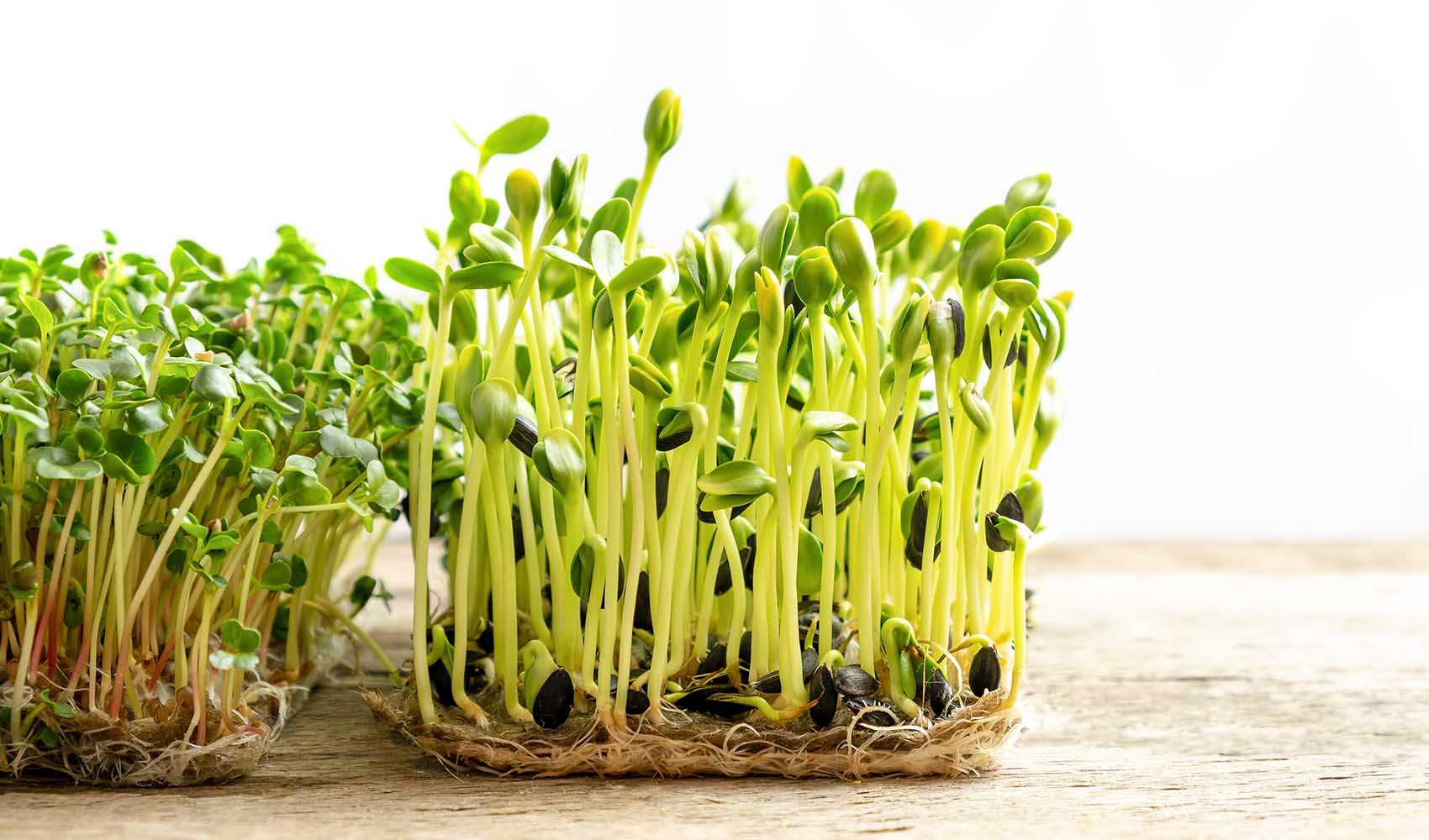 Microgreens-Huge-Benefits-of-Tiny-Plants-3