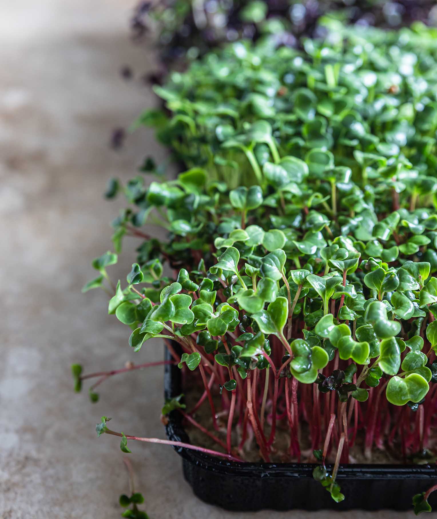 Microgreens: Huge Benefits of Tiny Plants