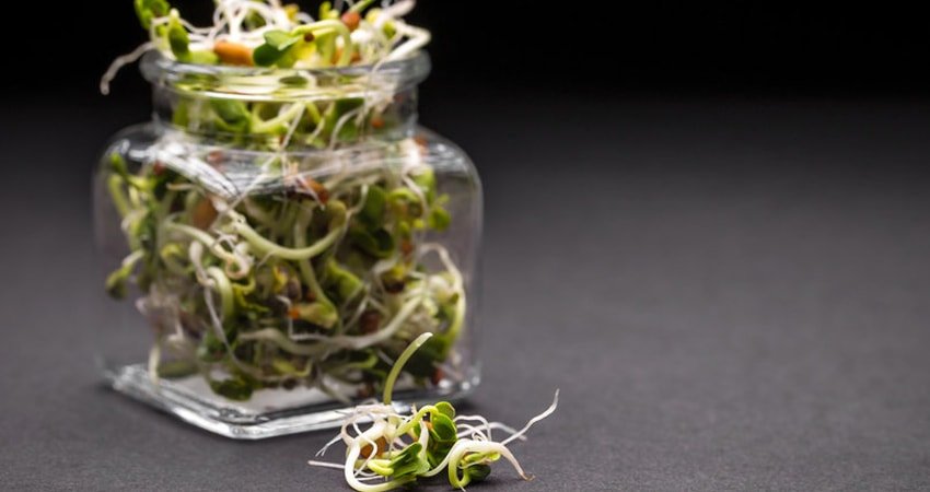 Eating Sprouts: Wonderful Benefits for Your Hair, Skin, and Overall Health  – Healthy Blog