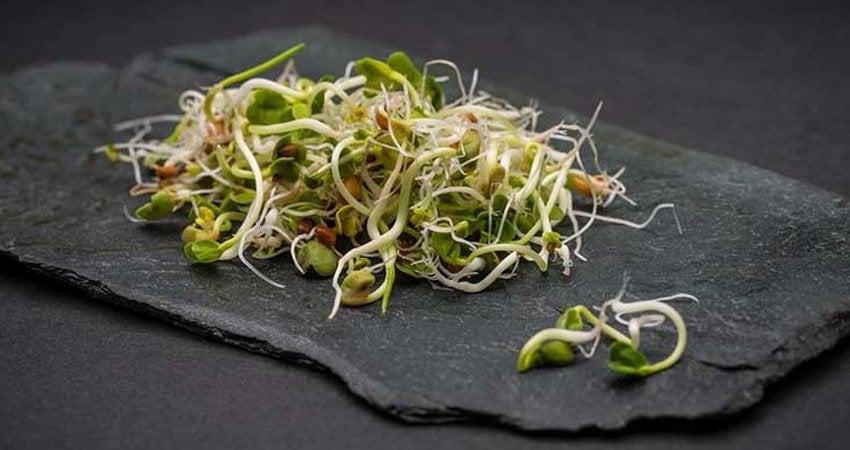 Wheat Sprouts: Health Benefits And How To Grow Them – Healthy Blog