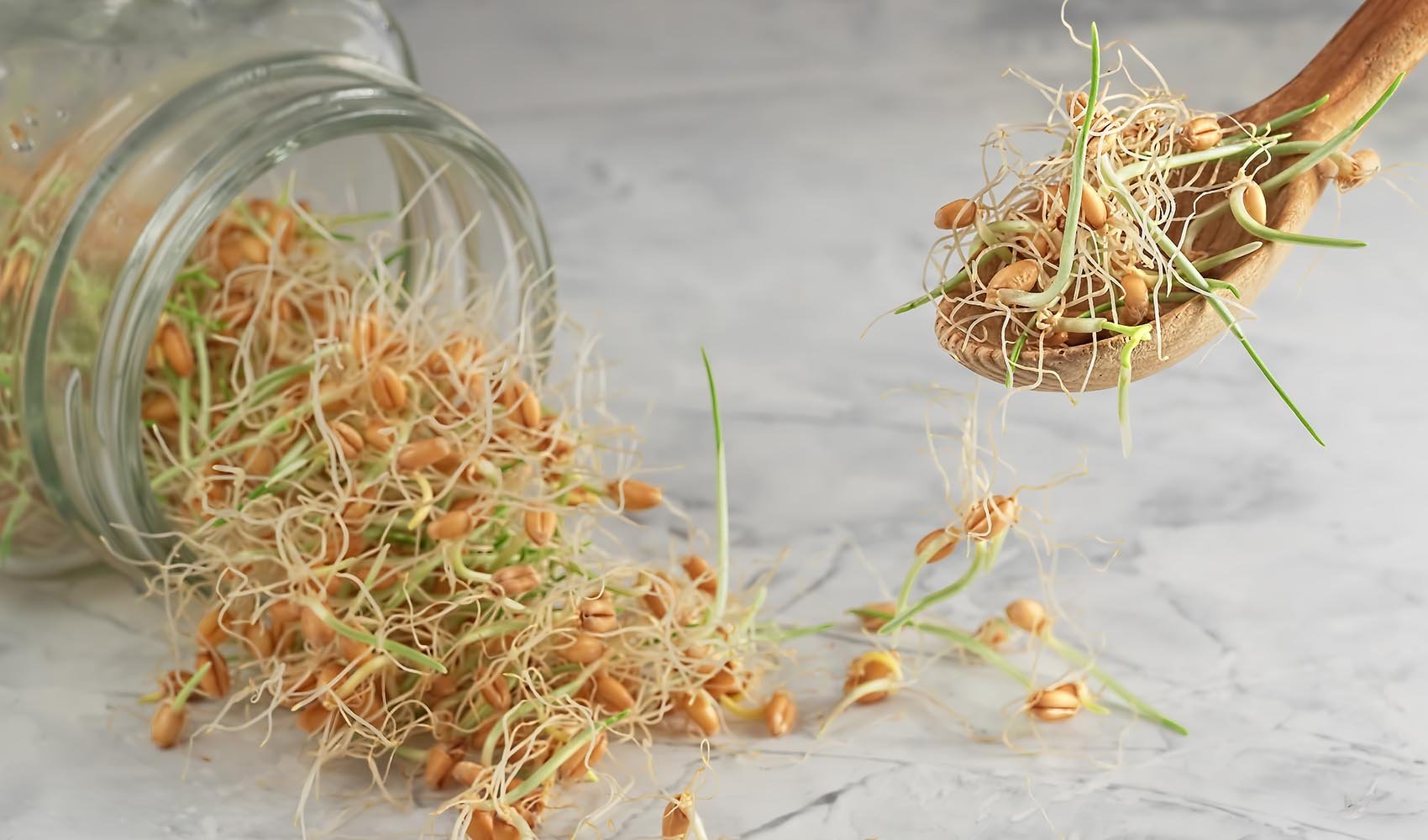 wheat-sprouts-health-benefits-and-how-to-grow-them