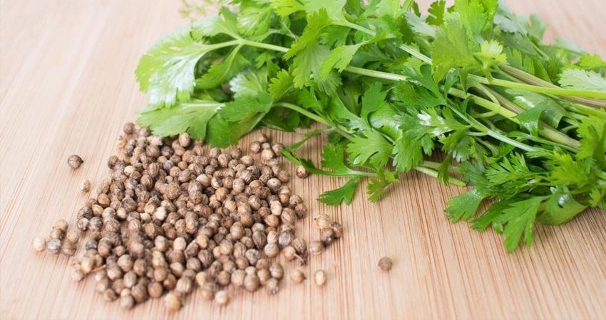 Coriander: Eat Either Dried or Fresh to Reduce Cholesterol