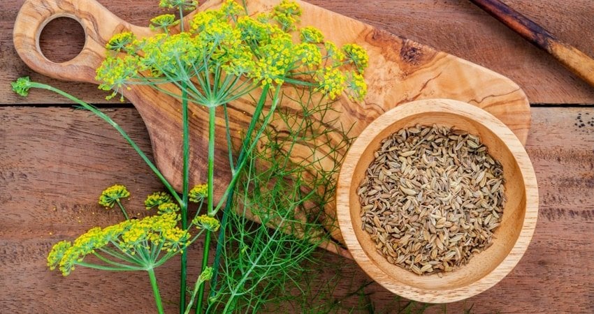 Dill Seeds: Sprinkle on Dishes to Strengthen Your Bones