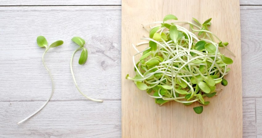 Sprouts Food Safety Rules