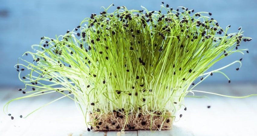 Types of Sprouts: Benefits of Each