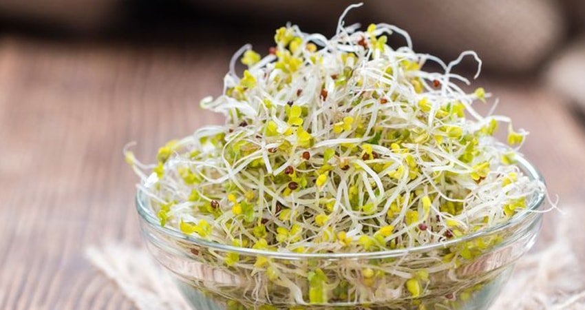 Broccoli Sprouts for Detox Enzymes Production
