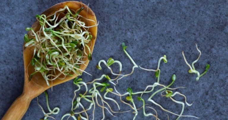 Types Of Sprouts And Many Health Benefits They Offer – Healthy Blog