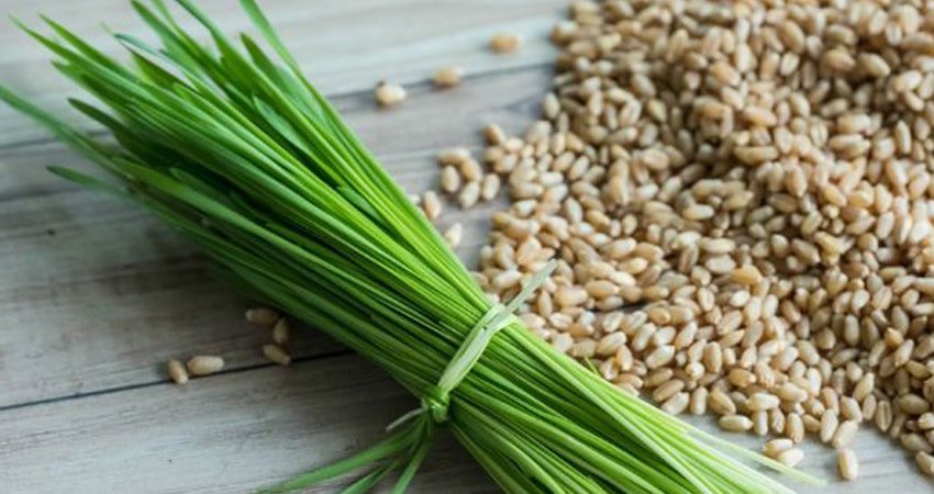 Wheatgrass: Protezione della tiroide