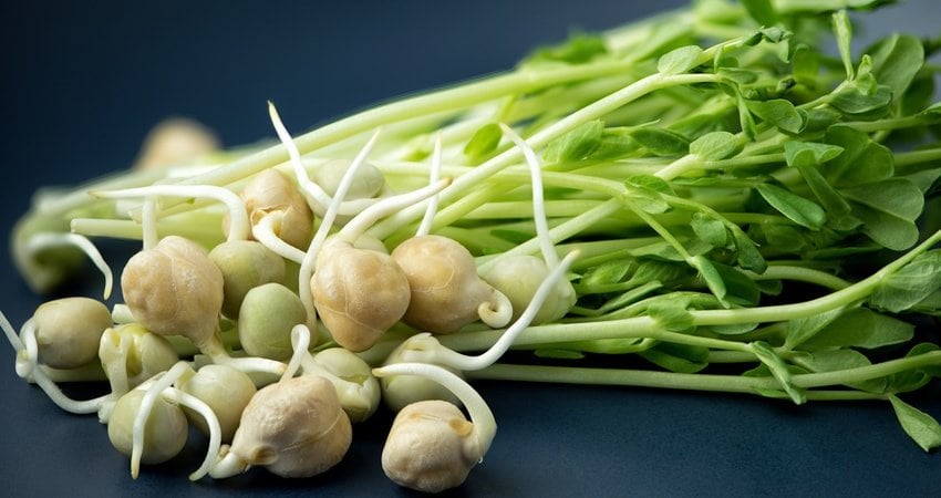 Which Type of Sprouts Is the Best?