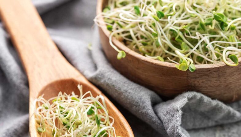 types-of-sprouts-featured-image