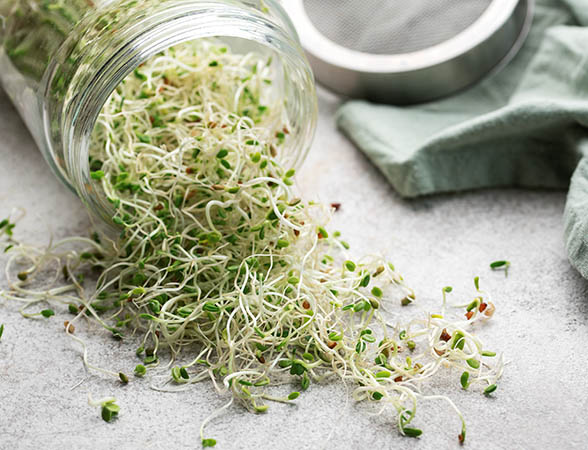Types of Sprouts and Many Health Benefits They Offer