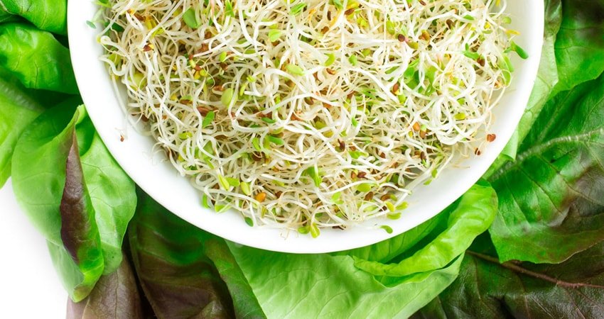 Best Alfalfa Sprout Recipes For Any Taste Healthy Blog