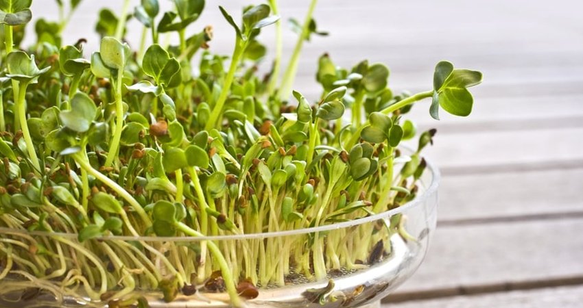 Quick and Easy Ways to Eat Alfalfa Sprouts